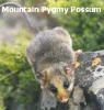 Snowy Mountains - Mountain Pygmy Possum